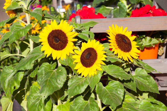 Trois tournesols dans un jardin.