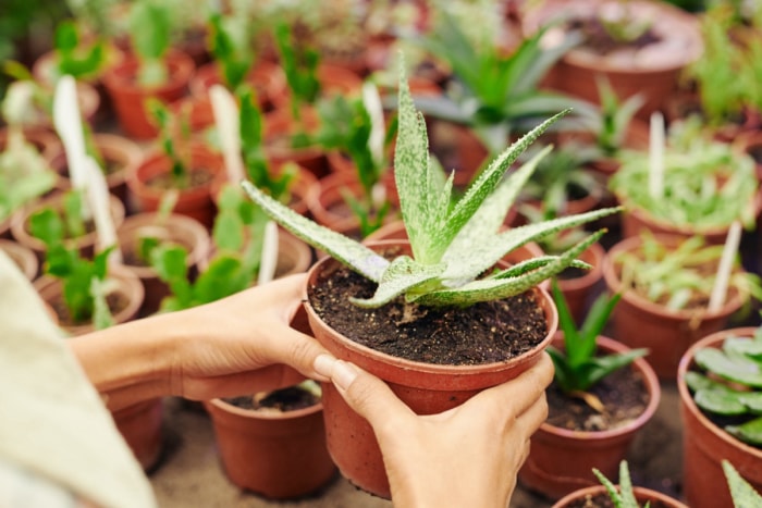 inspecter les plantes d'intérieur à la recherche de parasites