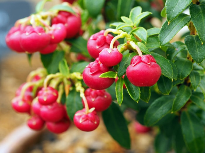 Plante de gaulthérie avec des baies rouges.