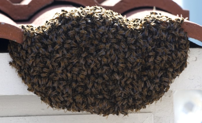 Prédire le temps avec la nature Les abeilles essaiment sur un toit en tuiles