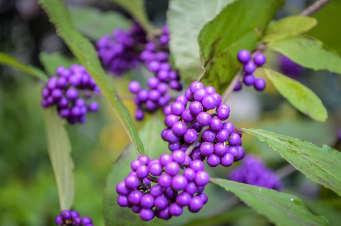 Vue rapprochée des baies violettes de la beautyberry sur le buisson.