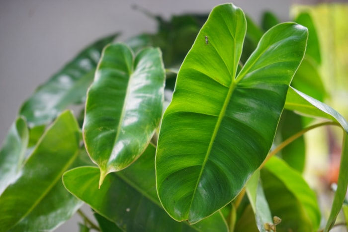 plantes d'intérieur à faible luminosité feuilles de vigne à pointe de flèche