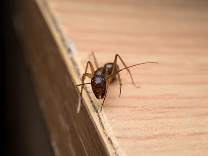 Signes de fourmis charpentières dans la maison Bois endommagé