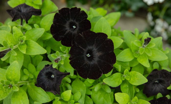 De grandes fleurs rondes de pétunia noires émergent d'un feuillage vert clair.