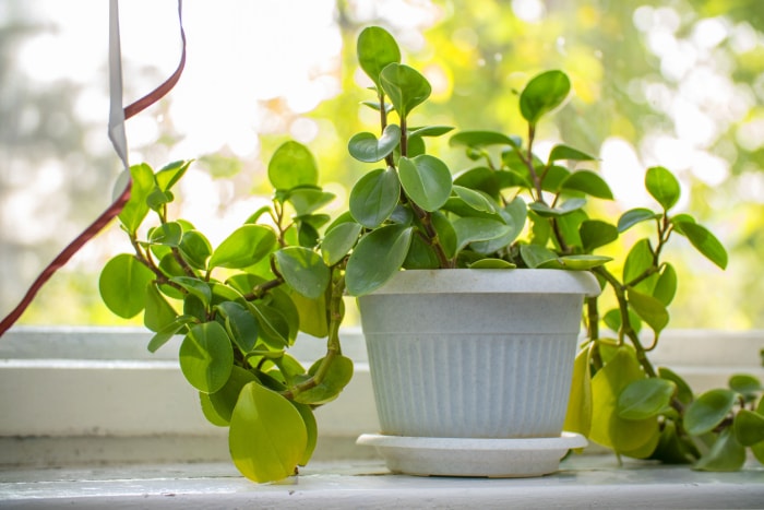 Une plante d'intérieur peperomia posée sur un rebord de fenêtre lumineux.