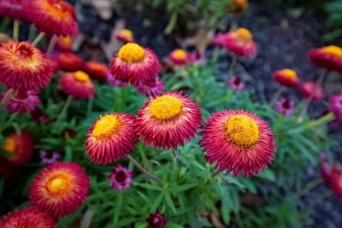 Fleurs de pailles violettes avec centre jaune.