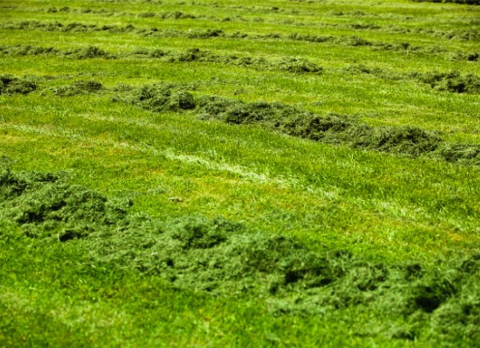 que faire avec l'herbe coupée