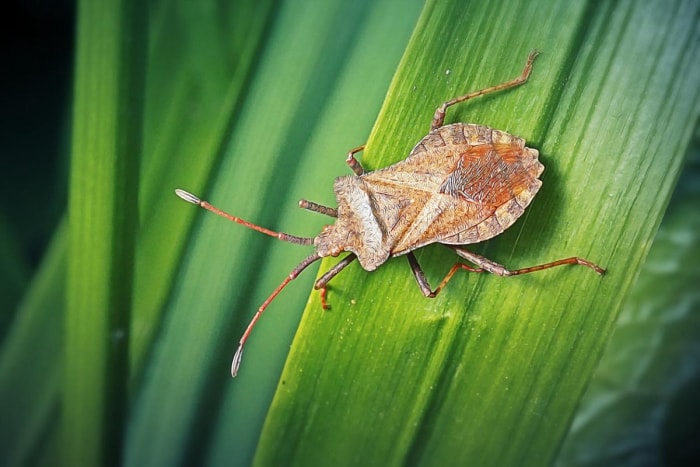 Gros plan d'un insecte brun sur une feuille.