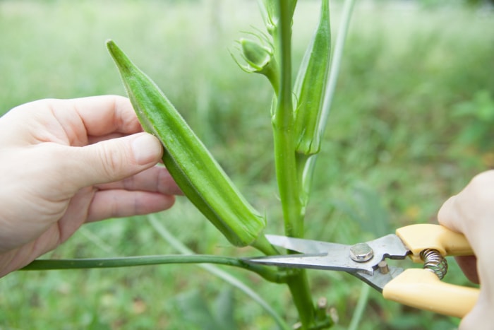 Un jardinier utilise des cisailles pour récolter les gombos.