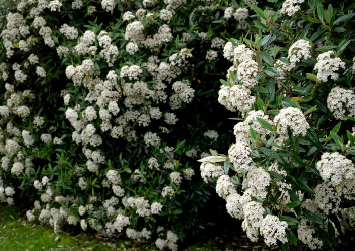 meilleurs arbustes pour le devant de la maison - buisson de viorne blanche