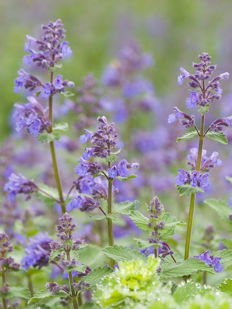 39 plantes que vous allez adorer si vous détestez les travaux de jardinage d'automne