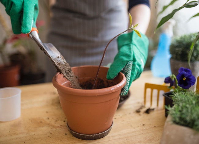 Une femme portant un tablier et des gants de jardinage met en pot un petit plant d'avocat dans un pot en terre cuite.