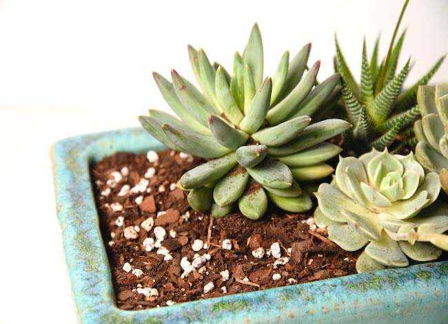 12 astuces pratiques pour les parents paresseux de plantes d'intérieur