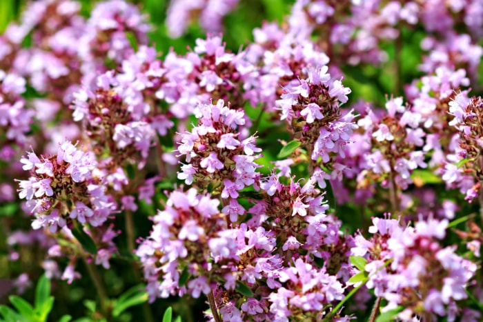 Un bouquet de fleurs de thym rampant violet, nécessitant peu d'entretien.