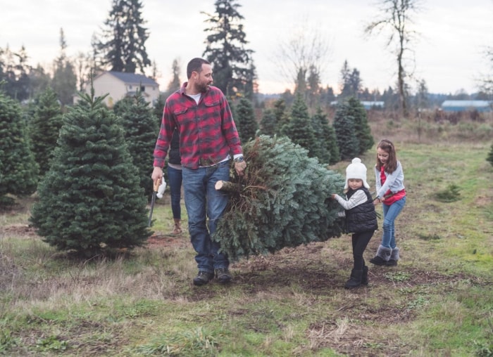 10 choses à savoir avant de couper votre propre sapin de Noël