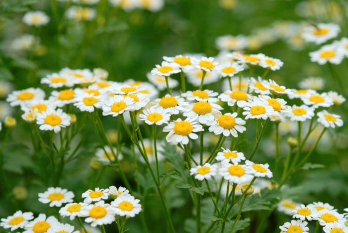 Nombreuses fleurs de camomille blanches avec un centre jaune.