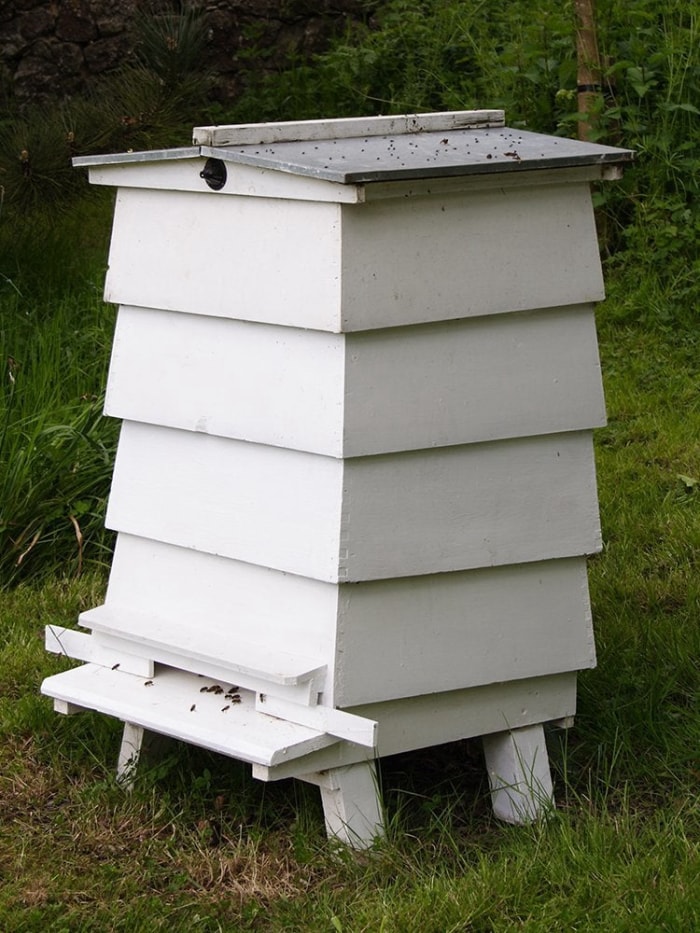 Miel fait maison : comment garder des abeilles dans votre propre jardin