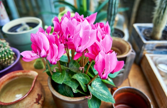 Fleurs de cyclamen roses.