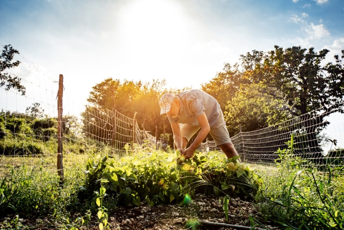 homme travaillant dans le jardin sous un soleil de plomb