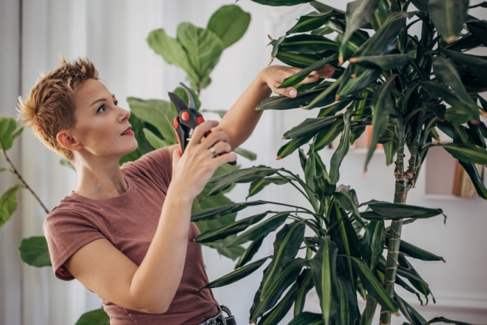 Femme utilisant des ciseaux pour tailler une grande plante d'intérieur.