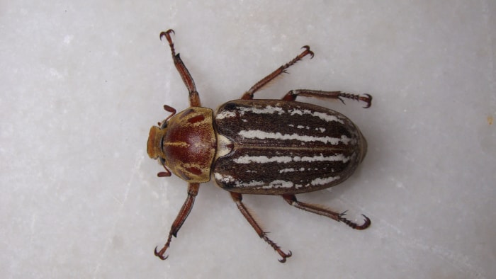 gros plan d'un gros coléoptère isolé. gros plan d'un coléoptère sur fond blanc. insectes, insecte, bug, bugs, animal, animaux, faune, nature sauvage