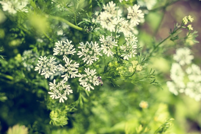 8 plantes qui repoussent les fourmis