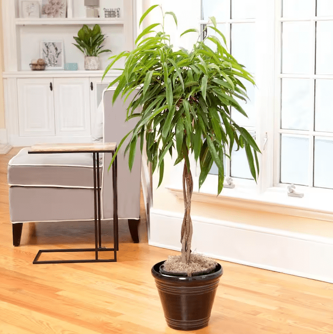 plantes d'intérieur-ficus-alii-arbre-en-pot-noir-dans-salon-avec-chaise-grise