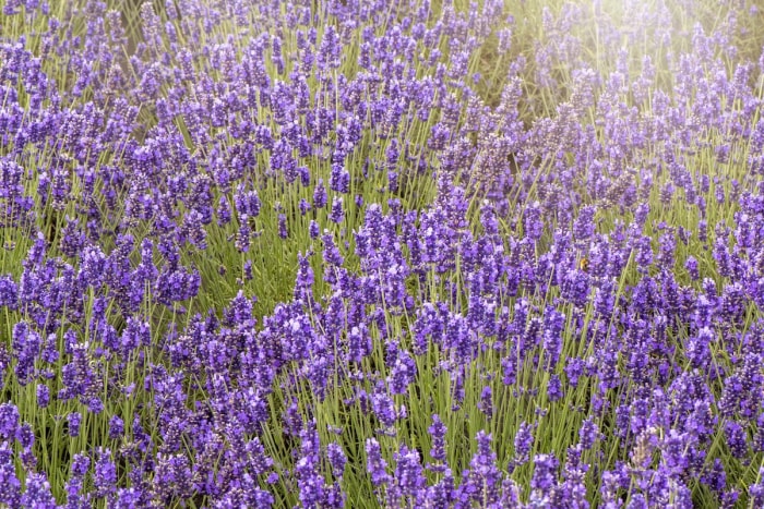 Lavande anglaise violet clair poussant dans un champ ensoleillé. 