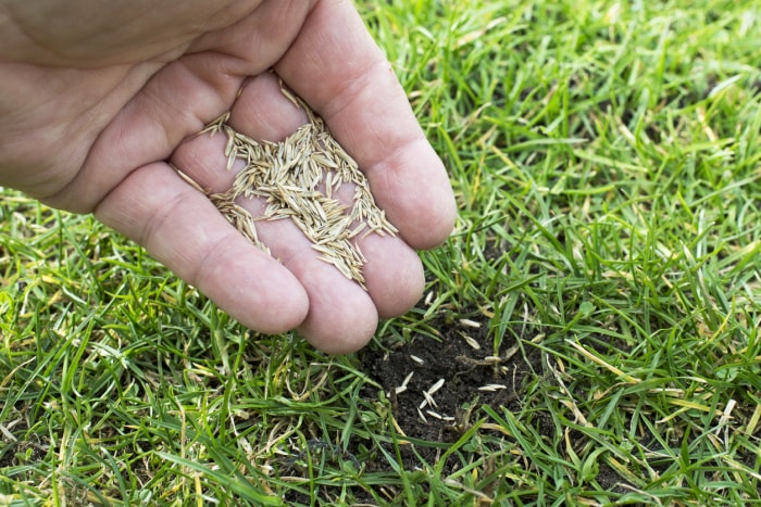 Dépôt à la main de semences d'herbe dans une parcelle de terre au milieu de l'herbe verte.