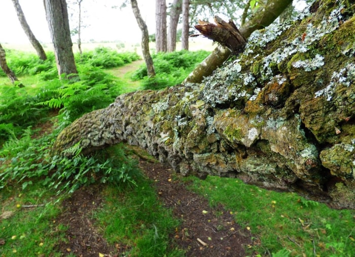 10 signes indiquant qu'un arbre dans votre jardin doit être abattu