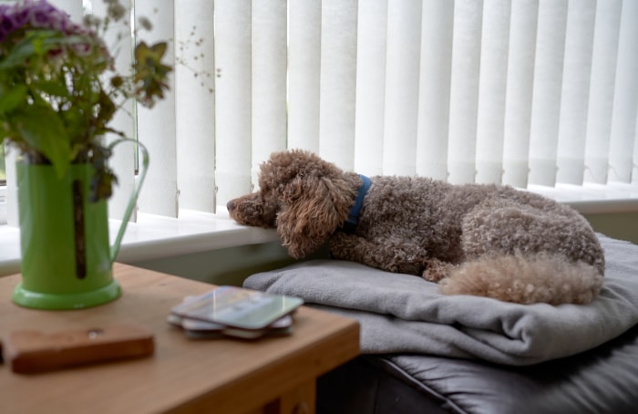 Un chien de compagnie se repose sur le rebord de la fenêtre en attendant le retour de son propriétaire.