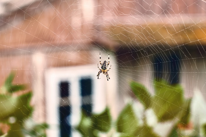 araignée-tisseuse-d-orbes-au-centre-d-une-toile-dans-la-cour-d-une-maison