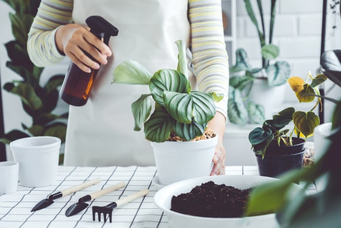 Une femme asiatique vaporise à la main des feuilles de plantes le matin à la maison à l'aide d'un vaporisateur pour arroser les plantes d'intérieur Concept d'entretien des plantes