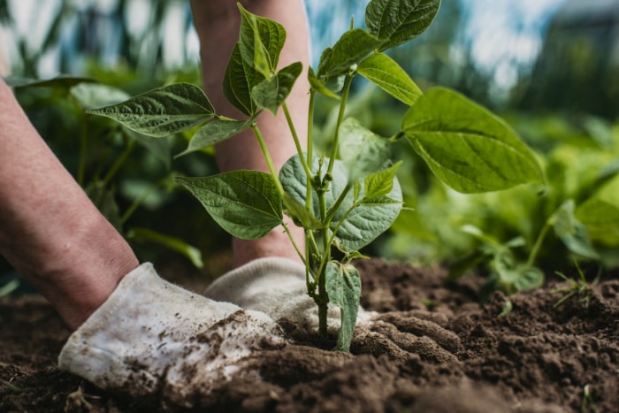 Un jardinier aux mains gantées presse le sol autour d'un plant de légume.