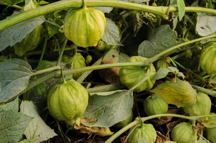 Tomatillo vert poussant le long d'une vigne dans un jardin.