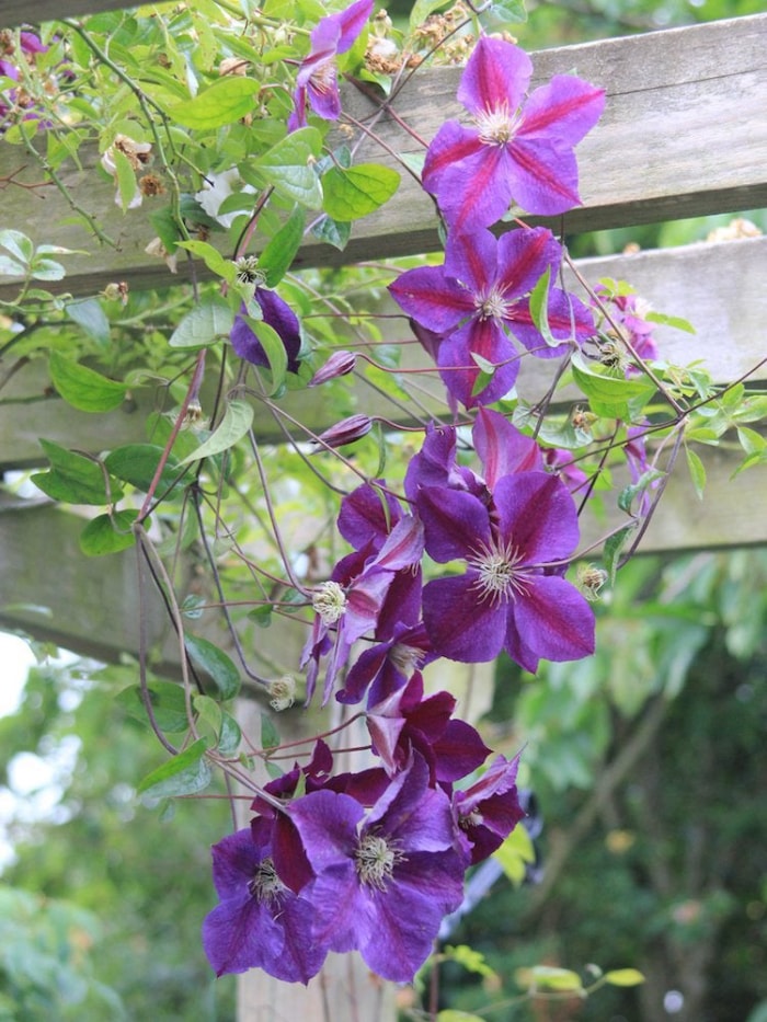 Plantes grimpantes en fleurs : 8 remèdes pour le jardin commun