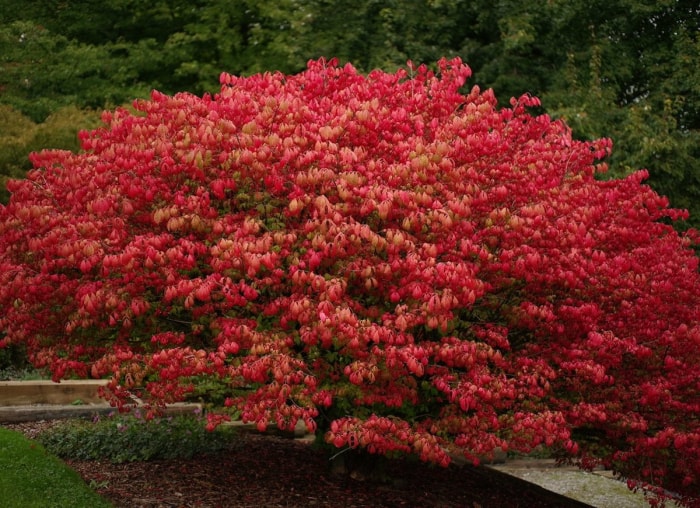 Ces plantes populaires pourraient en fait être mauvaises pour votre jardin