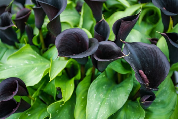 Un groupe serré de fleurs de calla noires est niché parmi le feuillage tacheté de blanc de leurs plantes.