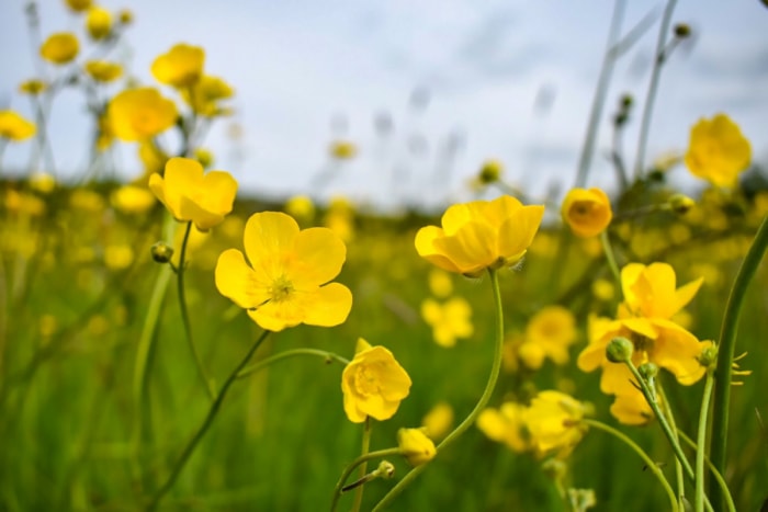 Fleurs de renoncules jaunes