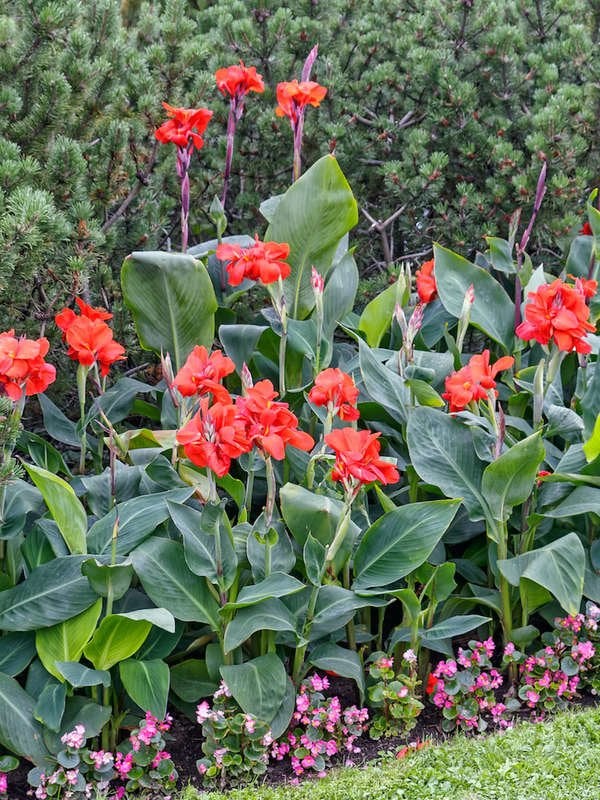 Lis Canna (Canna spp.)