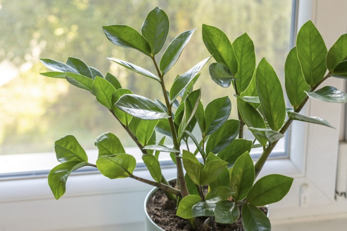 Zamioculcas avec des feuilles vertes. Plantes d'intérieur, jardin d'intérieur, jungles urbaines. Plante d'intérieur dans la fenêtre