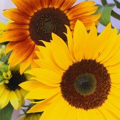 10 fleurs de tournesol à ne pas manquer