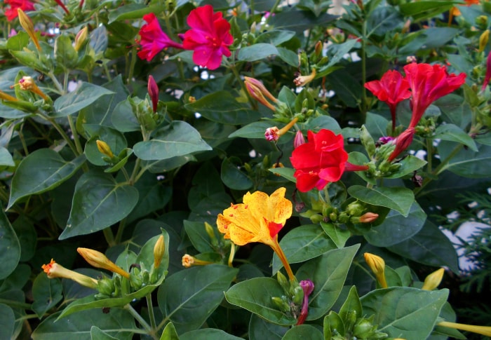 plante à feuilles vertes foncées et à fleurs jaunes et rouges