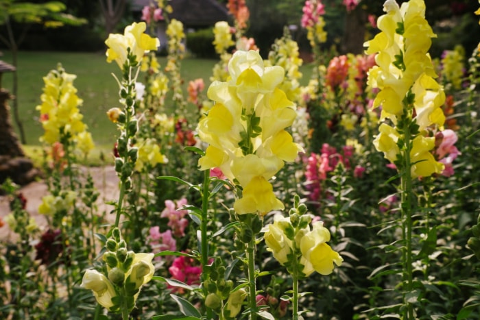 Jardin de fleurs de mufliers jaunes.