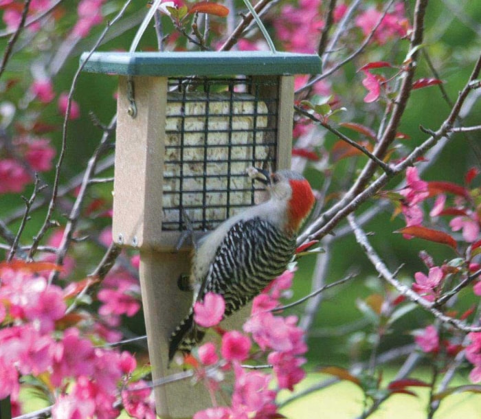 Ce dont tout ornithologue a besoin pour son jardin Option Birds Choice Recycled Tail Prop Feeder Suet Feeder