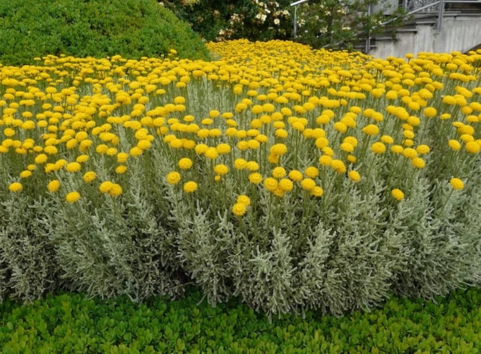 Arbuste persistant à fleurs jaunes