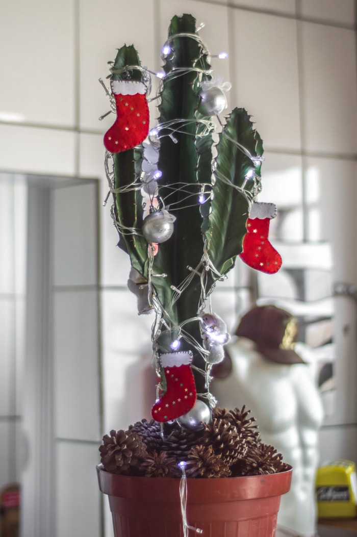 iStock-1351263964 alternatives à l'arbre de Noël cactus de Noël