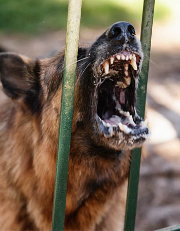 Avoir un chien dissuade-t-il les cambrioleurs ? Les aboiements des chiens dissuadent-ils les cambrioleurs ?