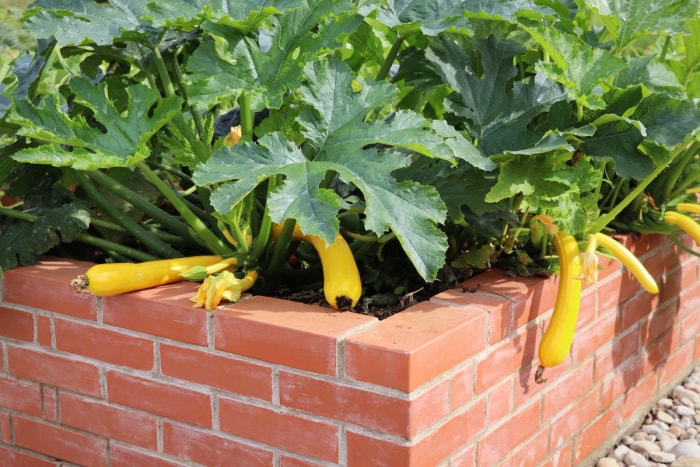 Plants de courgettes poussant dans des plates-formes surélevées dans un jardin familial en juin.