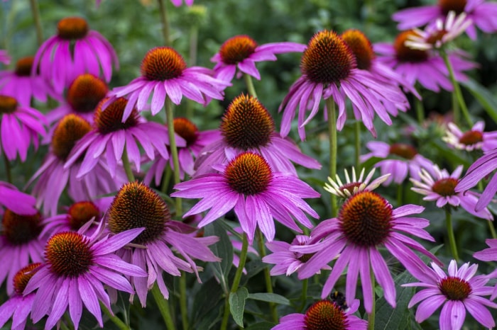 Échinacée pourpre (Echinacea purpurea).